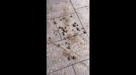 Swift rescue! Resident saves swallow family when their nest breaks