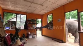 Elephant reaches trunk through open window to grab medicine