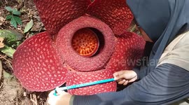 Rarest Rafflesia Tuan Muda e has bloom in the middle of the jungle of Agam Regency, Indonesia. A big red flower