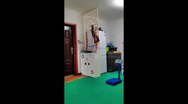 Kitten knocks over shelf in playful mishap