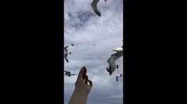 Woman’s finger bitten while feeding seagulls
