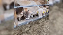 Cow-d pleaseer: Fascinated cow herd follow football game closely