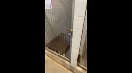 Noodle the dog plays peekaboo in shelter video