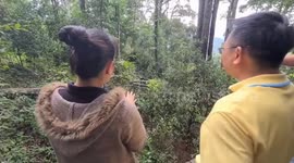 Chinese tourist killed when tree topples onto jungle suspension bridge in Thailand