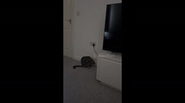 Cat unplugs partner's PlayStation in Southampton, UK