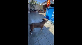 Dog climbs ladder to pool and swims funny in Buenos Aires, Argentina
