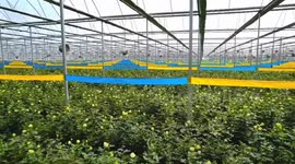 China: Modern technology grows Yunnan's floriculture industry