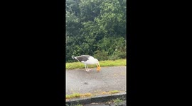 Seagull swallows whole donut in Dorset, UK