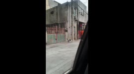 Bird repeatedly attacks cat on streets of Manila