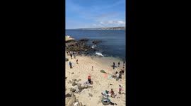 Sea lion gives a show at La Jolla Cove