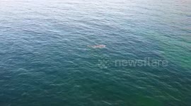 '10 metre' shark filmed cruising just metres off the British coastline