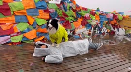 Border collie stuns with CPR skills on owner pretending to be fainted