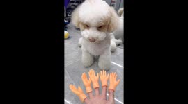 Chinese dog's entertaining reaction with five toy hands