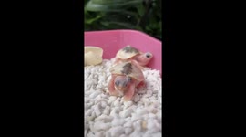 Rare 3-eyed turtle spotted in China