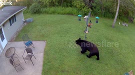 Bear spotted eating from bird feeders in Navarino, Wisconsin