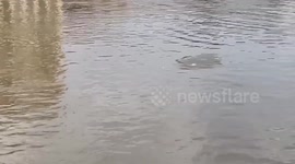 UK: Disoriented Dolphin Spotted Swimming In River Thames