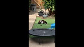 Mischievous bird spoils cat's chilling session with a comical peck