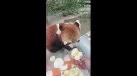 China's Wuhan Zoo helps animals stay cool during extreme heat
