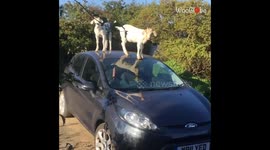 Goats have a fun time sliding and playing on a parked car’s roof