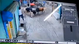 Shopkeeper's quick reactions see him save the life from bulls fighting in street quick reactions see him save the life from bulls fighting in street in Gaziabad, Uttar Pradesh