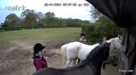 White horse attempts to bite black horse, woman knocked over in Stevenage