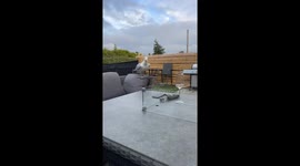 Unlikely thief: Mischievous seagull steals a tobacco pouch from a garden