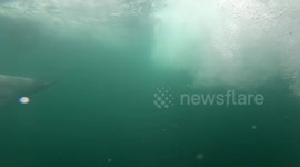 Underwater footage of dolphins pursuing boat in amazing encounter in UK