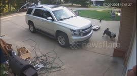 Heroic cat saves chicken friend from dog attack in Arkansas