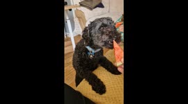 Cute toy poodle dog and guinea pig, eat water melon together during a heatwave.