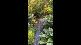 A gentle stream in a PNW redwood rainforest, nestled near a main thoroughfare, you’d never know it was there unless you stopped to look.