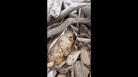 A bumblebee rests in some driftwood on the beach, a brief respite from the wind.