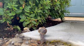 A garden snail makes its way across a quiet walkway after a drizzly morning.
