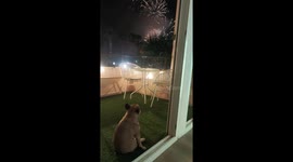 Frenchie Enjoys Fireworks