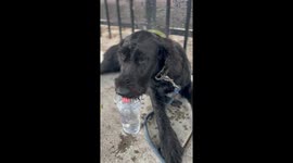 Heartwarming gesture when TikToker helps thirsty dogs in Los Angeles