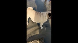 Cutie PUG in Seashore | Watch his reaction when wave comes | This is why PUG Dog is used for filming