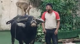 This Buffalo can smile