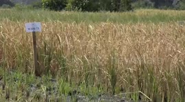 Tanzania's Zanzibar farmers embrace harvest with Chinese-introduced rice variety