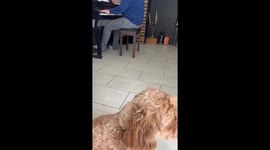 Family fun: Cockapoo sings in tune with dad’s piano music at home