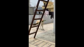 Dog plays joyfully with broom in Phagwara, Punjab, India