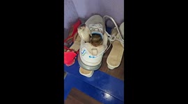 Cobra found in sneaker in Hubballi, Karnataka, India