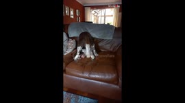 Hilarious moment: Dog chases the tail with comical sounds to distract mom