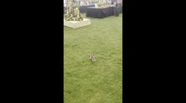 Unusual guest at the Taunton Flower show today. Squirrel