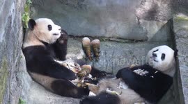 China: Giant Pandas Yu Ke and Yu Ai Eat While Cooling Off at Chongqing Zoo in Chongqing