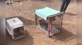 Spain: 35 Animals Saved from Severe Abuse in La Laguna