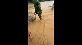 People rescue pigs in floodwater in Vietnam