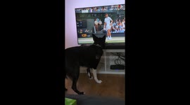 Playful dog mesmerizes by tennis ball on TV while watching Wimbledon Finals