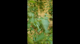 Cherry tomatoes growing in pots in a home garden. Inspecting the number of ripe tomatoes for harvest. Growing tomatoes at home.