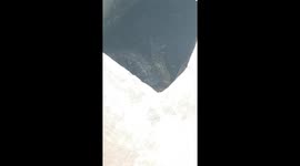 my sister send me video of a wild monitor lizard ( i think so) in the sewer infront of her house as big as and adult