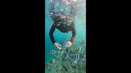 Divers playing and feeding beautiful fish in the Indonesian sea