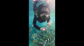 Divers playing and feeding beautiful fish in the Indonesian sea